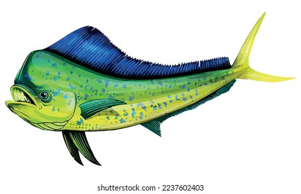 Funny Mahi Mahi multicolor Coryphaena Hippurus, Fishing lovers Vector Fish Illustration Graphic.