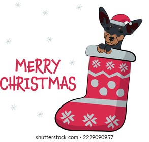 Funny mini Pinscher dog with paws in Christmas stocking. Funny holiday greeting card with a cute dog head. New year postcard. Winter gift, pet in socks, cute X-mas design with a favorite pet in a hat.