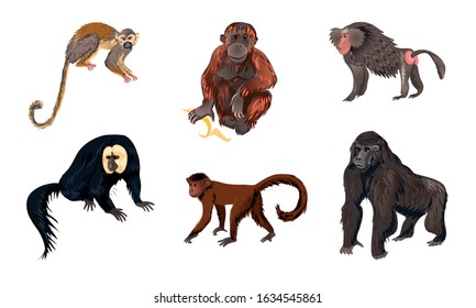 Funny monkey animals of different types vector illustration