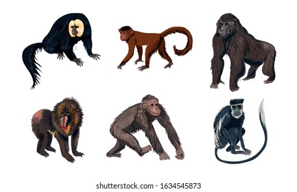 Funny monkey animals with long tales vector illustration