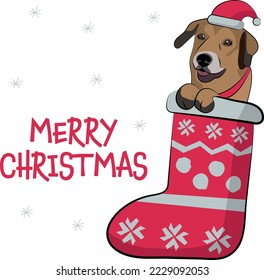 Funny Mutt dog with paws in Christmas stocking. Funny holiday greeting card with a cute dog head. New year postcard. Winter gift, pet in socks, cute X-mas design with a favorite pet in a hat.  