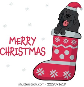 Funny Newfoundland dog with paws in Christmas stocking. Funny holiday greeting card with a cute dog head. New year postcard. Winter gift, pet in socks, cute X-mas design with a favorite pet in a hat. 