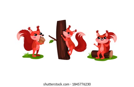 Funny Orange Squirrel Gnawing Acorn and Climbing Tree Trunk Vector Set