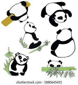 funny panda with bamboo.cheerful happy teddy bear in different poses. on white background. children's drawing of sweet bears.black asiatic animals. colorful vector illustration. icon muzzle

