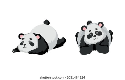 Funny Panda Bear with Black-and-white Coat and Rotund Body Lying Vector Set