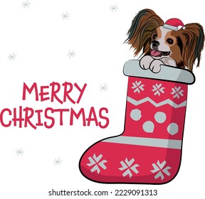 Funny Papillon dog with paws in Christmas stocking. Funny holiday greeting card with a cute dog head. New year postcard. Winter gift, pet in socks, cute X-mas design with a favorite pet in a hat.  