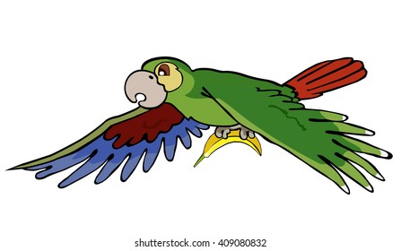 funny parrot cockatoo with banana