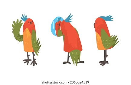 Funny Parrot Looking at Mirrow and Waving Wing Vector Set