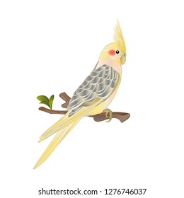 Funny  parrot Yellow cockatiel cute tropical bird watercolor style on a white background vintage vector illustration editable hand draw