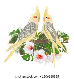 Funny  parrots yellow cockatiel cute tropical bird  and white hibiscus watercolor style on a green background vintage vector illustration editable hand draw


