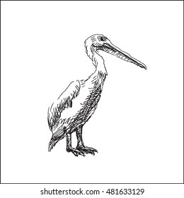 funny pelican  bird  vector illustration, in sketch hand drawn style