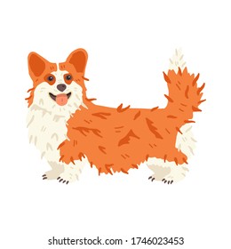 Funny Pembroke Welsh Сorgi vector flat illustration. Cute dog breed with smile. For pet shops and grooming salon landing, social networks stickers, online encyclopedia, vet guide, banner