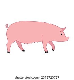 Funny pig on white background