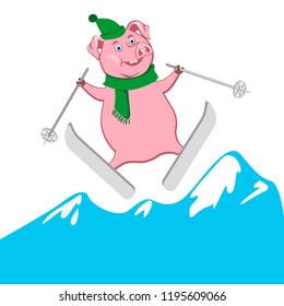 Funny pig skiing
