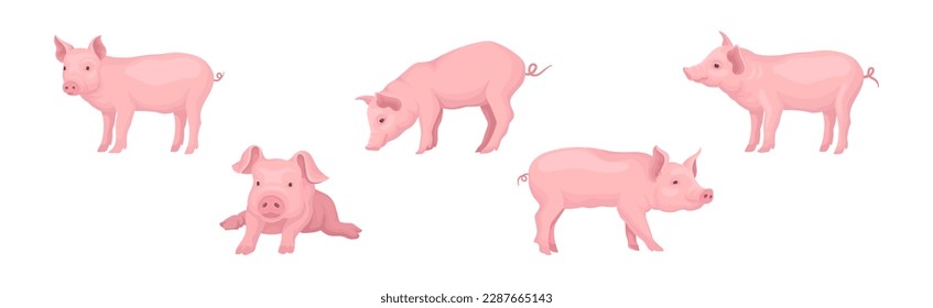 Funny Pink Pig mit Snout in verschiedenen Pose Vector Set