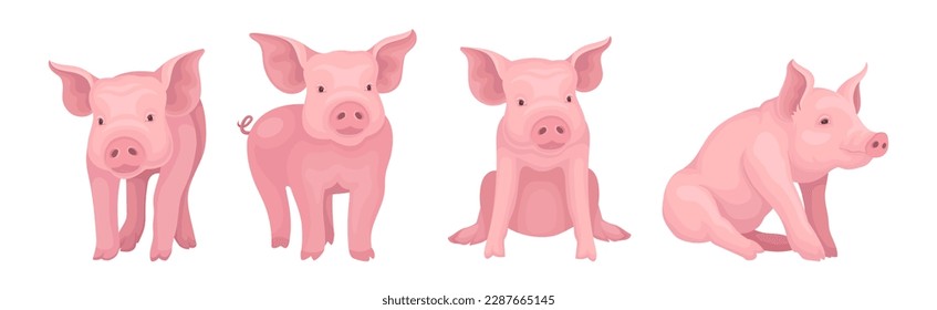 Funny Pink Pig with Snout in Different Pose Vector Set