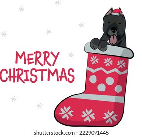 Funny Pit bull dog with paws in Christmas stocking. Funny holiday greeting card with a cute dog head. New year postcard. Winter gift, pet in socks, cute X-mas design with a favorite pet in a hat.  