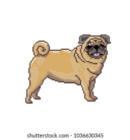 Funny pixel pug dog