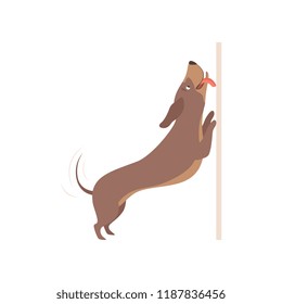 Funny playful purebred brown dachshund dog vector Illustration on a white background