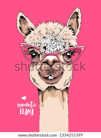 Funny poster. Alpaca in a glasses and with a chamomile flowers on a pink background. Romantic llama - lettering quote. Humor card, t-shirt composition, hand drawn style print. Vector illustration.