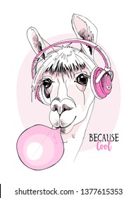 Funny poster. Portrait of Llama in a pink Headphones and with a bubble gum. Because cool - lettering quote. Humor card, t-shirt composition, hand drawn style print. Vector illustration.