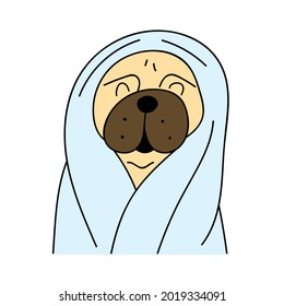 Funny pug after taking a bath. Vector illustration on white background.