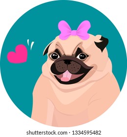 Funny pug dog