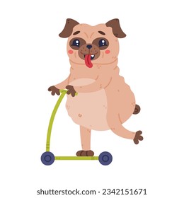 Funny Pug Dog Character with Wrinkly Face Riding Scooter Vector Illustration