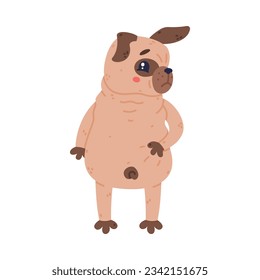 Funny Pug Dog Character with Wrinkly Grumpy Face Standing Vector Illustration