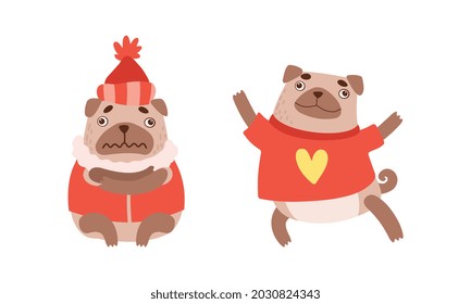 Funny Pug Dog with Curled Tail and Light Brown Coat in Warm Winter Clothing Vector Set