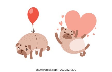 Funny Pug Dog with Curled Tail and Light Brown Coat with Heart and Balloon Vector Set