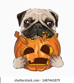 funny pug dog eating pumpkin illustration