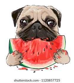 funny pug dog eating watermelon illustration