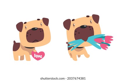 Funny Pug Dog with Flower Bouquet and Valentine Heart Vector Set