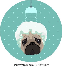 Funny pug in shower