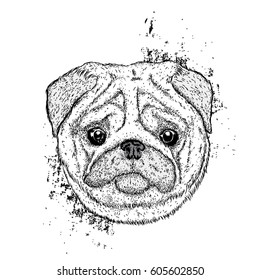 Funny pug. Vector illustration for a postcard or a poster. Cute puppy. Pedigree dog.