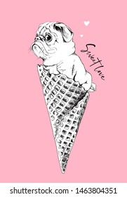 Funny Pug in a waffle cup ice cream on a pink background. Sweet love- lettering quote. Humor card, t-shirt composition, hand drawn style print. Vector illustration.