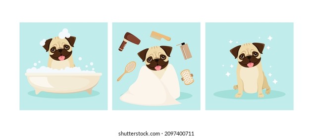 Funny pug is washing in the bathroom. Grooming. Cartoon design.
