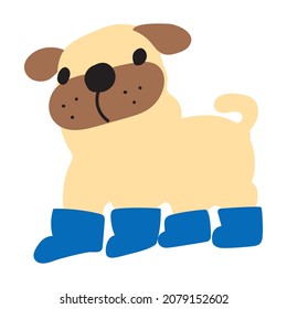 Funny pug wearing blue shoes. Vector illustration on white background. 