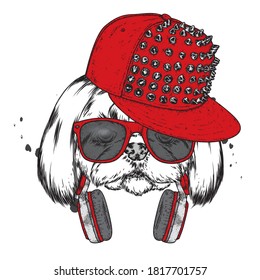 Funny puppy with cap, glasses and headphones. Purebred puppy. Vector illustration. Hipster dog.