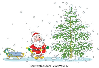 Funny puzzled Santa Claus with an ax and sleigh choosing a beautiful green Christmas tree in a winter forest for the merry holiday, vector cartoon illustration on a white background