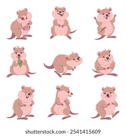 Funny quokka. Cute fluffy quokka in different poses, eating jumping hold leaf and hug baby. Australian tiny animal, nowaday vector characters