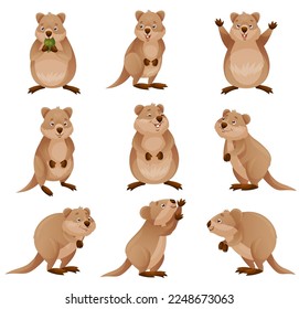 Funny Quokka as Short-tailed Scrub Wallaby with Rounded Ears in Different Pose Vector Set