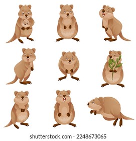 Funny Quokka as Short-tailed Scrub Wallaby with Rounded Ears in Different Pose Vector Set