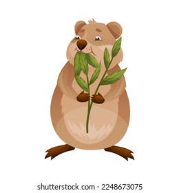 Funny Quokka as Short-tailed Scrub Wallaby with Rounded Ears Chewing Green Leaf Vector Illustration