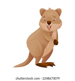 Funny Quokka als kurzschwänzige Scrub-Wallaby mit gerundeten Ohren auf Hinden-Legs und einer lächelnden Vektorgrafik