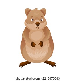 Funny Quokka as Short-tailed Scrub Wallaby with Rounded Ears Standing Vector Illustration