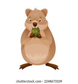 Funny Quokka as Short-tailed Scrub Wallaby with Rounded Ears Chewing Green Leaf Vector Illustration