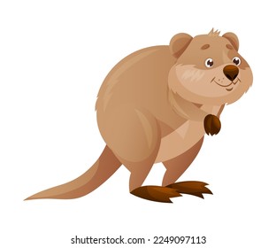 Funny Quokka als kurzschwänzige Scrub-Wallaby mit gerundeten Ohren auf Hinden-Legs und einer lächelnden Vektorgrafik