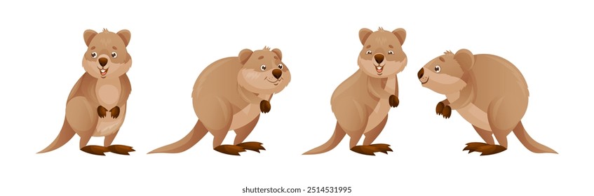 Engraçado Quokka como Scrub de cauda curta Wallaby com orelhas arredondadas em conjunto de vetor de postura diferente